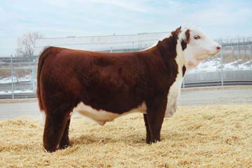 KJ 175F Benton 369J