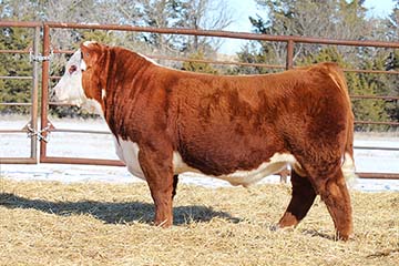 KJ F31 Rancher 763K