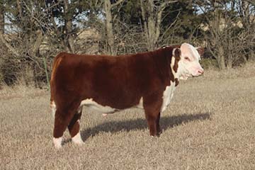 KJ 175F Leader 941H