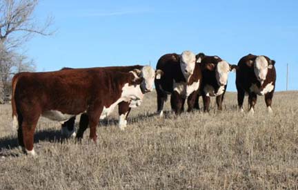 Sale Bulls